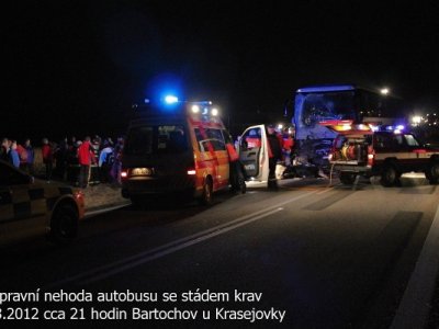 Střet zájezdového autobusu se stádem krav u Krasejovky, 3.3.2012 1