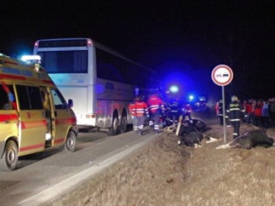 Střet zájezdového autobusu se stádem krav u Krasejovky, 3.3.2012 3
