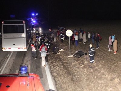 Střet zájezdového autobusu se stádem krav u Krasejovky, 3.3.2012 8