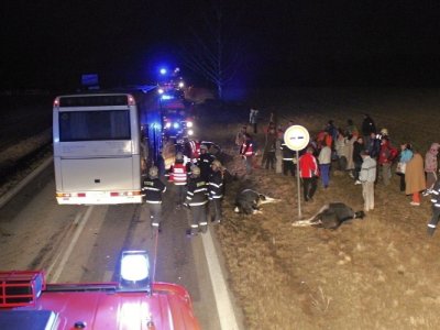 Střet zájezdového autobusu se stádem krav u Krasejovky, 3.3.2012 10