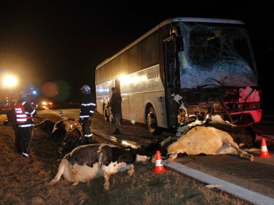 Střet zájezdového autobusu se stádem krav u Krasejovky, 3.3.2012 12