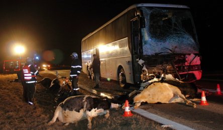 Střet zájezdového autobusu se stádem krav u Krasejovky, 3.3.2012