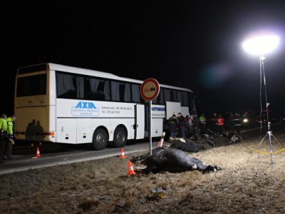 Střet zájezdového autobusu se stádem krav u Krasejovky, 3.3.2012 13