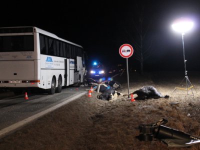 Střet zájezdového autobusu se stádem krav u Krasejovky, 3.3.2012 15