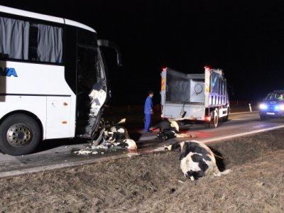 Střet zájezdového autobusu se stádem krav u Krasejovky, 3.3.2012 21